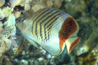 Chaetodon paucifasciatus - Rotfleck-Falterfisch (Rotmeer-Winkelfalterfisch)